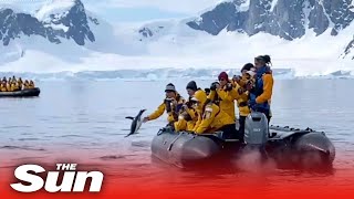 Penguin escaped from a killer whale Video