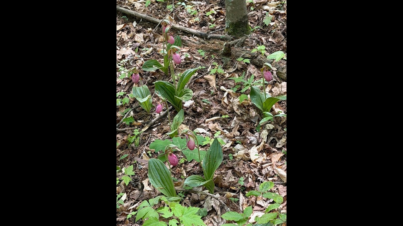 Spring blooms with Pink Lady Slippers   2026
