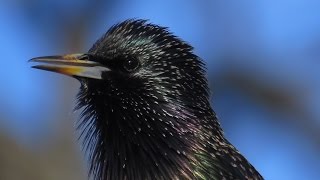 Winter Wildlife
