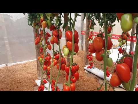 download lagu mp3 mp4 Tomate Italiano, download lagu Tomate Italiano gratis, unduh video klip Tomate Italiano