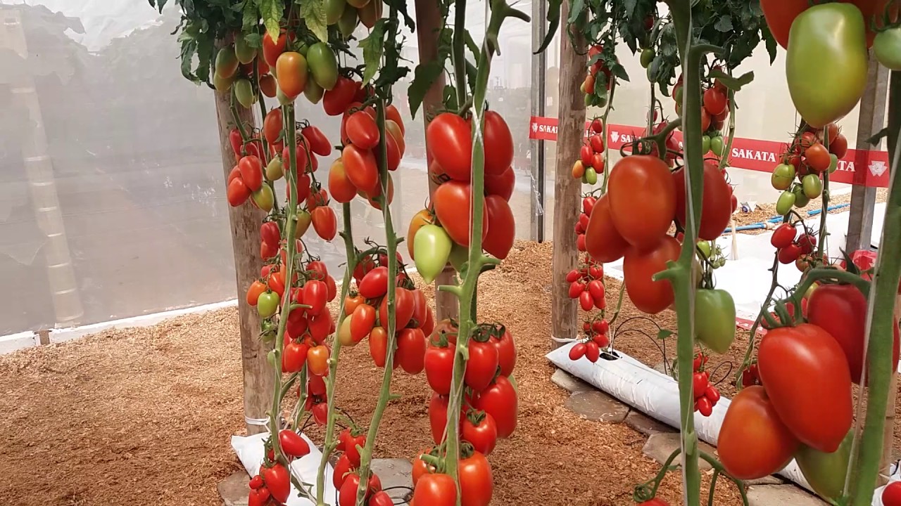 Tomate italiano com alto valor agregado