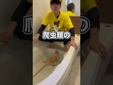 イグアナをお風呂に入れる時に絶対にしてはいけないこと…