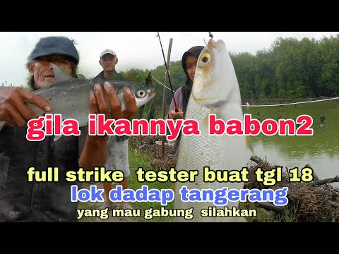 Spot babon gila ini bakalan gembol ,  buat mabar tgl 18#arkhanpetualang 