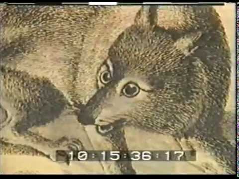 LOST ANIMALS - JAPANESE WOLF