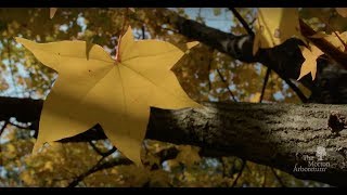 Fall Color Festival at The Morton Arboretum
