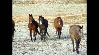 Emmylou  Harris  Ballad Of a  Runaway Horse  (Leonard Cohen) and Charlotte Church Dream a Dream