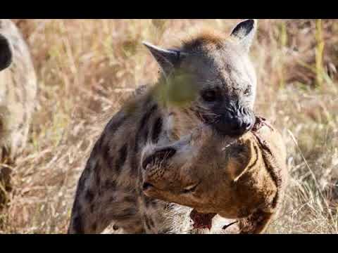 Kool G Rap  Legendary Street Team Nottz Remix feat  M O P