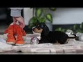 Miniature Dachshund dogs for sale: Blake - Video 1