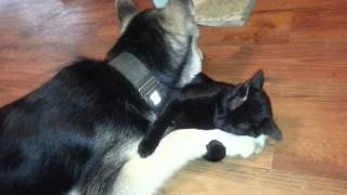 Tiny, the wolf, and Trouble Kitty