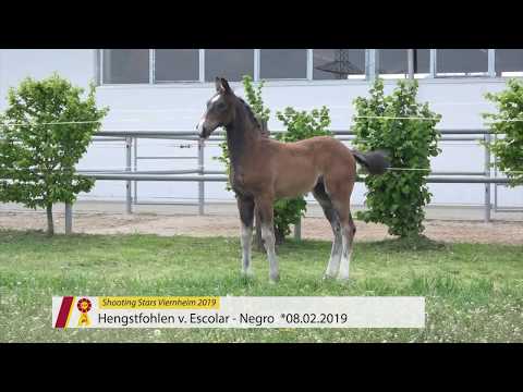 Fohlen von Escolar - Negro (Novabor)