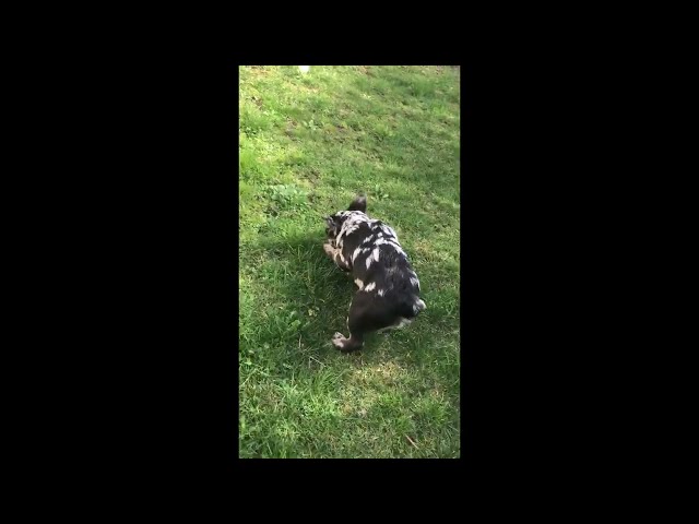 Französische Bulldogge welpen kaufen