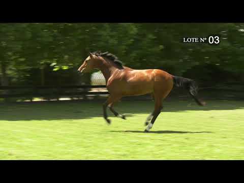 LOTE 03 (LUPICOR - STORMY)