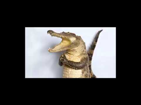 крокодил2