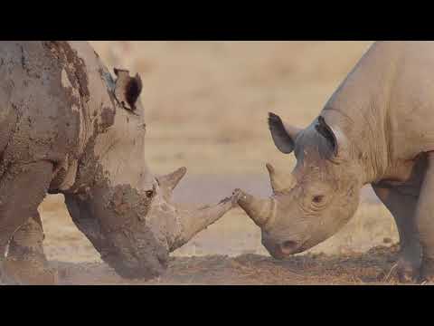 Rhino - Lessons in leadership through nature