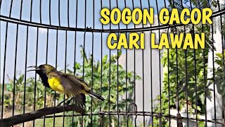 Download lagu CUKUP 1 MENIT SOGON MANAPUN BAKAL NYAUT DAN IKUT GACOR mp3