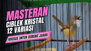 Download lagu CIBLEK KRISTAL Gacor Ngebren isian 12 Variasi Mewah Buat MASTERAN BURUNG Ciblek Semi KESAYANGAN ANDA mp3
