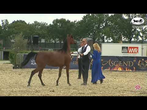 N 76 CBA MONA LISA   Arabian Horse Weekend 2021   International