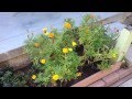 How To Trim Marigolds in Under 2 Minutes 