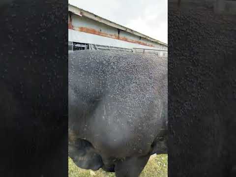 What do you use to prevent flies? #shorts #cattle #viral #farm #ideas