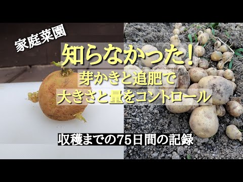 ジャガイモの古い品種: 健康が第一 庭の練習