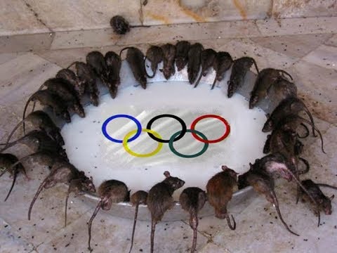 Бойкот олимпиады допинговых крыс