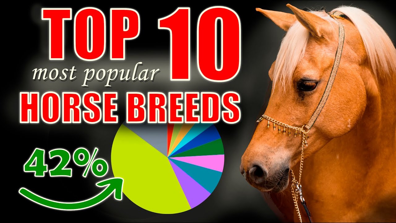 Top 10 Most Popular Horse Breeds: Find Your Perfect Equine Match!