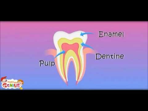 Tooth Structure - inside a Tooth - Lesson - Education videos by www.makemegenius.com