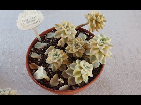 ECH  TITUBANS VARIEGADA Y OTRAS