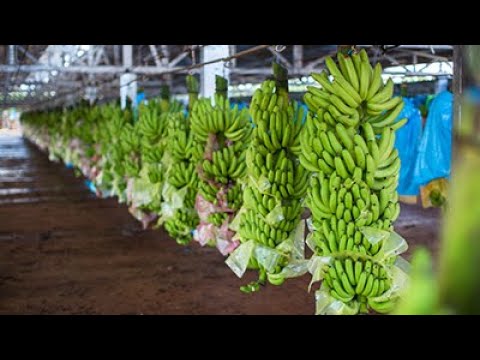 Sistema de teleférico banana em todo o mundo