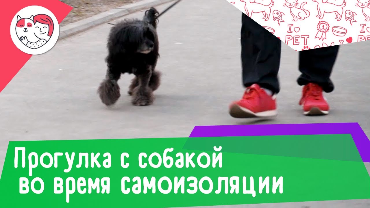 6 правил прогулки с собакой во время режима самоизоляции