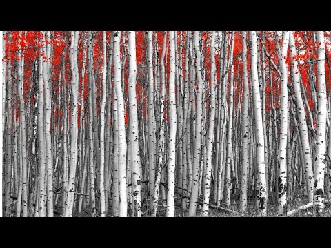 Gratitude and Generosity Meditation — Jack Kornfield