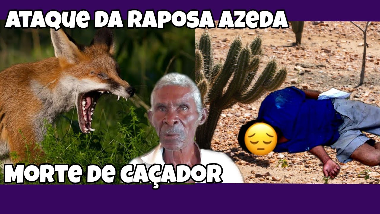 Ataque fuminante da raposa e morte na caçada de tatu