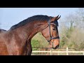 Hongre - KWPN - 4 ans - Dressage - France