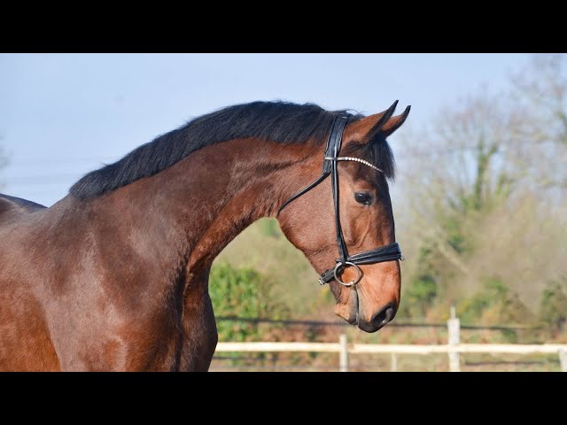 Hongre - KWPN - 4 ans - Dressage - France