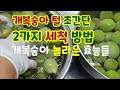 개복숭아세척방법2가지와 개복숭아 돌복숭아효능 개복숭아씻는방법 간단히 40kg씻기