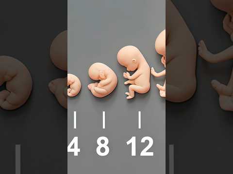 Pregnancy Week by week #pregnancy #pregnancyweekbyweek #weekbyweekpregnancy #fetaldevelopment