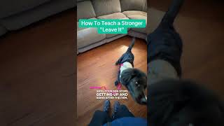 Leave it! #dogtraining #dogtips #doglife #doggo #doglover