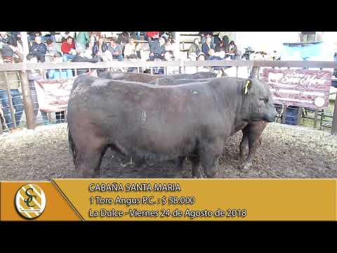 24-08-18 Venta de Toros P.C. - Cabaña Santa Marìa - La Dulce.