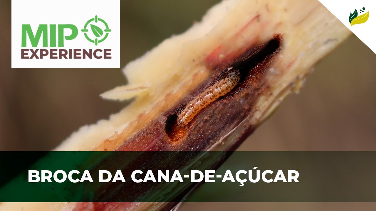 Broca da cana-de-açúcar