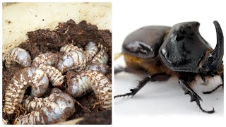 How Cause White Grub Worm Grow Up | Cara Ulat Kumbang Membiak