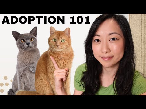 The Cat Adoption Process What You Should Know