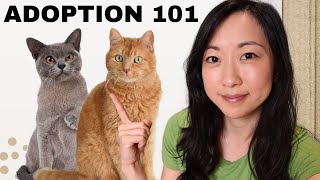 The Cat Adoption Process: What You Should Know