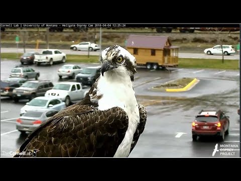 Hellgate Louis's Arrival at Nest 2018 04 04 1224