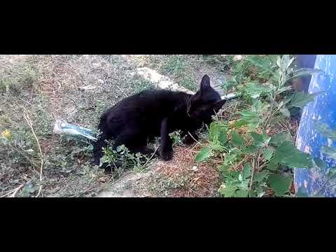 Puma in 4k... Atto Secondo