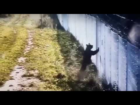 Bear is fleeing from Lithuania to Belarus