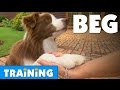 How To Teach Your Dog To Beg Bondi Vet