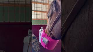 A series of unfortunate events #barrelracer #vlog #dayinthelife #stallions #fasthorses #barrelhorses