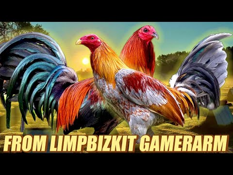 Brownred Hatch Kelso And Hanny Blueface Pure Albany - FROM LIMPBIZKIT GAMEFARM