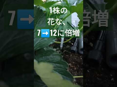 いつ、どのようにイチゴを鉢に植えるのですか？有機果物の栽培を成功させるために必要なすべてをお伝えします。  庭園