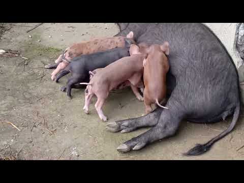 Native pig cross breed sa Duroc mga ka Agri.